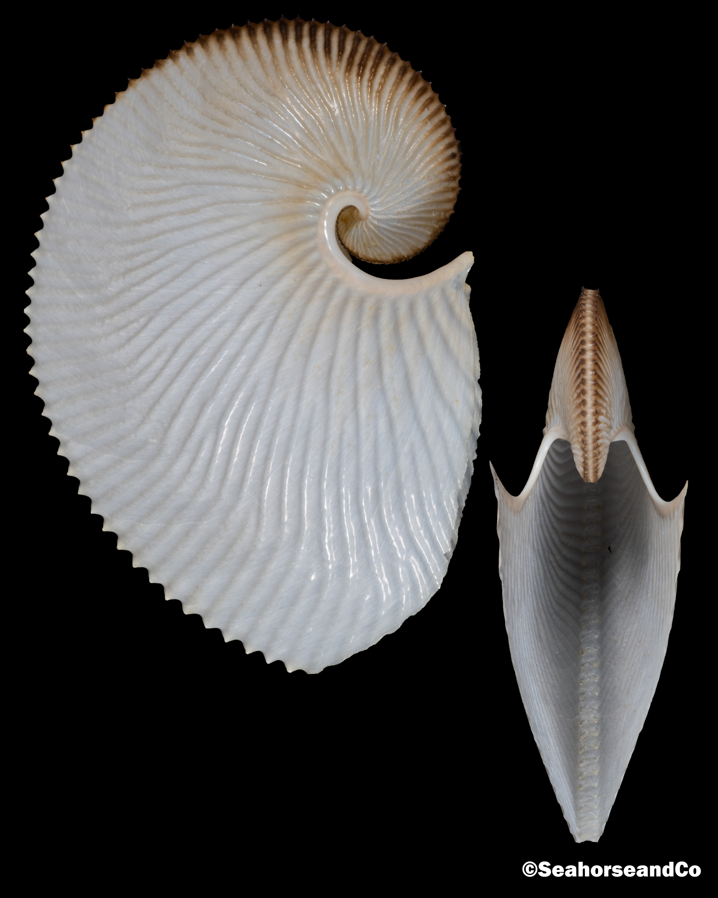 Paper Nautilus Argonauta argo Linnaeus, 1758